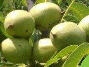 نهال گردو سانلند پیوندی