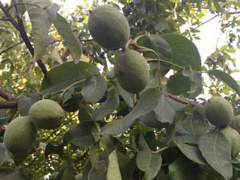 نهال گردو رقم جمال