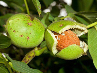 نهال گردو بیلچک