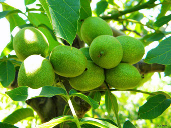نهال گردو شبین