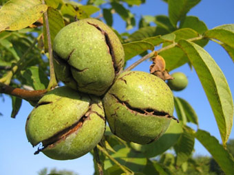 نهال گردو تویسرکان