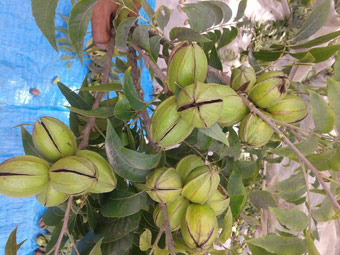 نهال گردو پکان آمریکایی