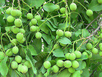 نهال گردو سجنو