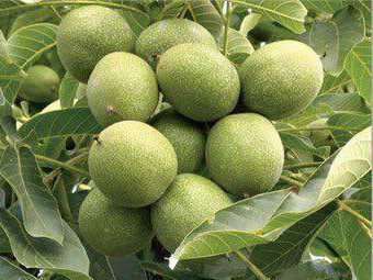 نهال گردو پدرو پیوندی