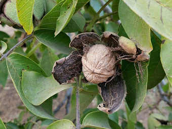 نهال گردو پاریزین
