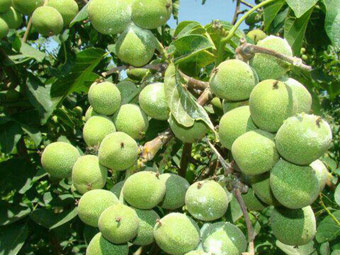 نهال گردو خوشه ای اسرائیلی