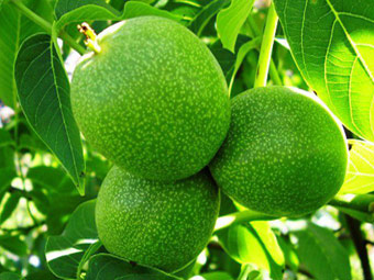 نهال گردو یالووا 3