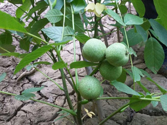 بذر گردو خوشه ای