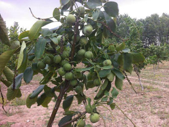 نهال گردو کانادایی (ژنوتیپ برتر)
