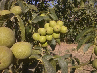 نهال گردو خوشه ای فرانسوی (ژنوتیپ برتر)