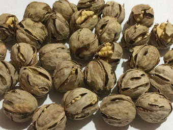 نهال گردو شیلی (ژنوتیپ برتر)