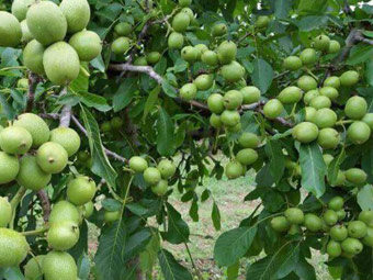 نهال گردو اسرائیلی تخم مرغی (ژنوتیپ برتر)