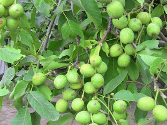 نهال گردو فرنور پیوندی