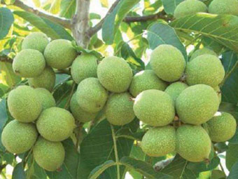 نهال گردو روند پیوندی