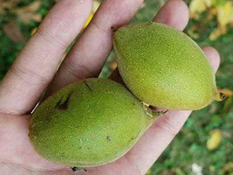نهال گردو لارا پیوندی