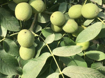 نهال گردو وینا پیوندی