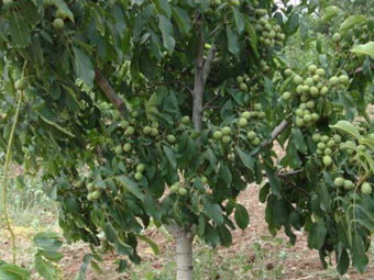 نهال گردو کاما پیوندی