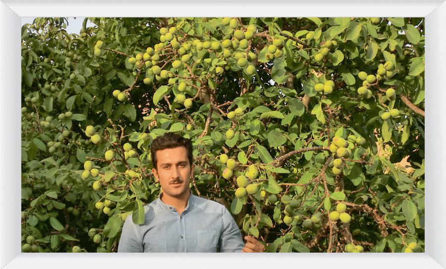 بذر گردو خوشه ای